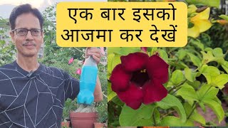 Best fungicide amp pesticide  नीला थोथा  चूने का बढ़िया प्रयोग  Rooftop Organics [upl. by Zulaledairam181]