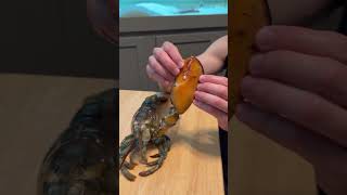 Pet LOBSTER 🦞 MOLTS For the first time🤯 [upl. by Dippold]