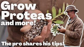 How To Propagate Proteas In Your Nursery Like A Pro [upl. by Eelir]