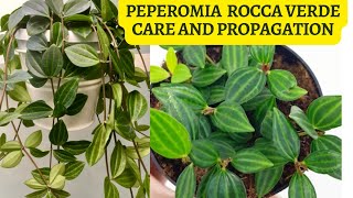 Peperomia Angulata Rocca Verde Care and Propagation [upl. by Lindell]