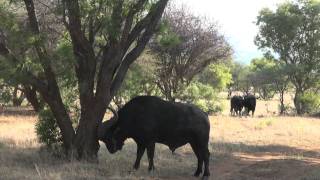 CAPE BUFFALO375 BARNES [upl. by Melbourne773]