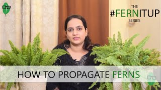 How to Propagate Ferns Easily  Fern Propagation  Fern Tips fernitup [upl. by Harberd]