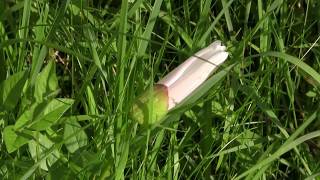 Field Bindweed Convolvulus arvensis [upl. by Brawner]