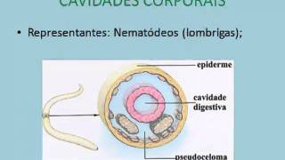 Aula de Biologia  Cavidades corporais simetria e metameria [upl. by Carolyne]