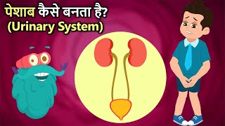 पेशाब कैसे बनता है  How Your Urinary System Works In Hindi  Dr Binocs Show [upl. by Rehttam]