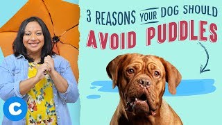 3 Reasons Your Dog Should Avoid Puddles  Chewy [upl. by Erej586]