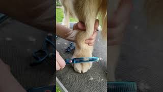 Grooming a Golden Retrievers feet [upl. by Anaiq]