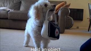 Miniature Poodle Tricks 4 [upl. by Baker]