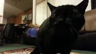 Dramatic hissing kitty [upl. by Brandon]