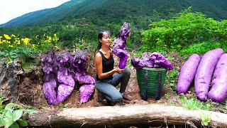 Harvesting Galangal Tuber Go to market to sell repair house for ducks  Tiểu Vân Daily Life [upl. by Omrelliug]