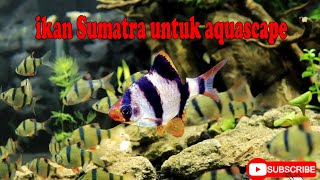 IKAN SUMATRA TIGER UNTUK AQUASCAPE [upl. by Ynafetse]