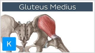 Gluteus Medius Muscle Origin Insertion Innervation amp Function  Anatomy  Kenhub [upl. by Redle186]