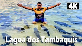 LAGOA DOS TAMBAQUIS  Um paraíso incrível em Sergipe [upl. by Areivax803]