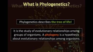 BIO153 Phylogenetics Animation ONE Part 1 of 2wmv [upl. by Tnilf621]