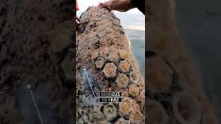 Commensalism example  Barnacles on Whale commensalism whale ncert biology barnacles ocean [upl. by Arekahs]