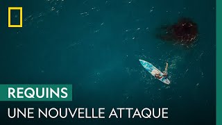 Troisième attaque de requin en quelques semaines dans la grande barrière de corail [upl. by Acihsay]