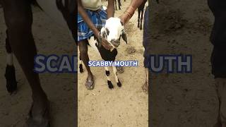 Scabby mouth disease in goat [upl. by Koffman]