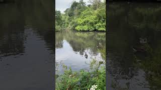 ASMR at the park 🦆 asmr asmrnature asmrsounds duck goose asmrvideo [upl. by Stedt394]