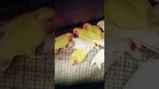 lutino amp albino chicks parrots birds parrot [upl. by Leith]