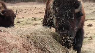 Feeding Bison Behind The Scenes [upl. by Nibbor]