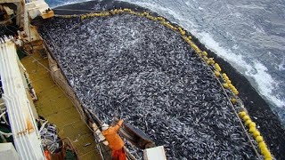 Amazing Big Catch Fishing Skill Net Fishing in The Sea [upl. by Dorry]