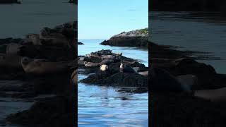 Seals in the Sheepscot River Maine [upl. by Oneladgam459]