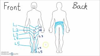 Anatomy  Dermatomes of the Lower Extremity [upl. by Irbua]