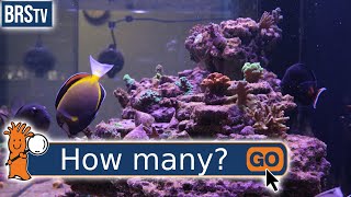 How Many Fish Can You Have In a Saltwater Tank [upl. by Singh]