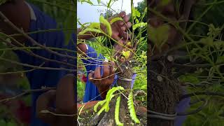 First Lineup My Tamarind Tree  Bonsai  Sani Bonsai Zone bonsai gardening [upl. by Garcia157]