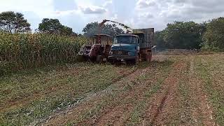 Cortando milho com Massey 292 4x2 na ensiladeira jf c120 área total [upl. by Kort783]