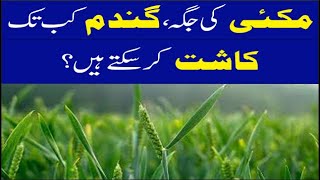 when wheat crop cultivation in maize crop land  wheat crop cultivation best time in pakistan [upl. by Kcod98]