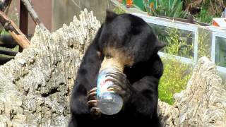 Sun bear with long tongue licks clean a peanut butter jar [upl. by Tirma]