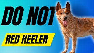 7 Reasons You SHOULD NOT Get a Red Heeler  Australian Cattle Dog [upl. by Soutor221]