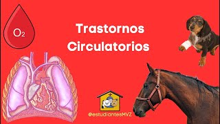 TRASTORNOS CIRCULATORIOS  Patología veterinaria [upl. by Sined849]