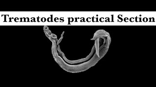 Parasitology practical part 1 Trematodes section [upl. by Oiludbo]