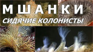 МШАНКИ  Сидячие колонисты [upl. by Ydne]