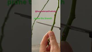 How do orchids produce flowers and keiki for the rest of the videoHayataDairPufNoktalar [upl. by Boles]