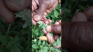 నేల ఉసిరి మీకు తెలుసా plants farming farmer plantslover trees trending tatha krithvi [upl. by Berwick]