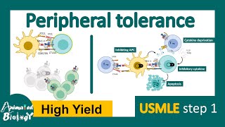 Peripheral tolerance  clonal anergy  Negative costimulation  peripheral deletion  USMLE step1 [upl. by Rina995]