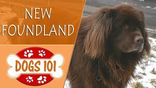 Dogs 101  NEWFOUNDLAND  Top Dog Facts About the NEWFOUNDLAND [upl. by Konstantin155]