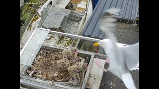 210613 seagull chick taken [upl. by Camp802]