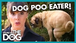 How to Stop Dogs from Eating Poop  Its Me or the Dog [upl. by Athalia]