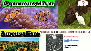 Amensalism Examples  Commensalism Examples  Population interaction Class 12 biology [upl. by Nodle209]