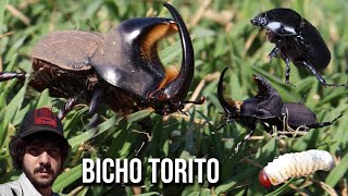 Bicho torito o Cascarudo 4K Diloboderus abderus adulto macho hembra larva [upl. by Velma]