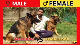 Male dog vs Female dog difference  Dog Male le ya female  konsa dog le male ya female [upl. by Gabrielson825]