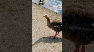 Greylag geese in the park birds nature wildlife [upl. by Josi]