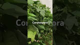 No te confundas corynespora viralvideo farming agriculture farmer plants hortalizas pepino [upl. by Natal946]