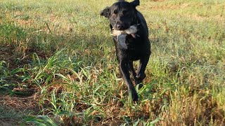 dove season opener 2024 [upl. by Annaer]