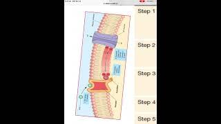 Muscarinic ACh receptor [upl. by Nryhtak547]