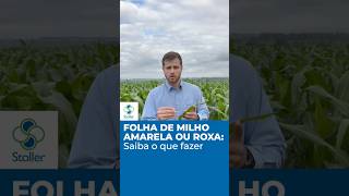 O que fazer quando a folha de milho está AMARELA ou ROXA agro milho stoller issoestoller [upl. by Aiekahs677]